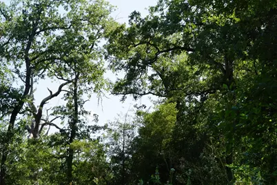 Tbd County Road 322, Rockdale, TX 76567 - Photo 8