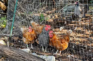 1122 Flint Rock Loop, Driftwood, TX 78619 - Photo 24