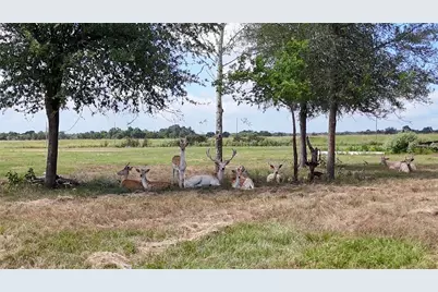 000 Watterson Road, Red Rock, TX 78662 - Photo 8