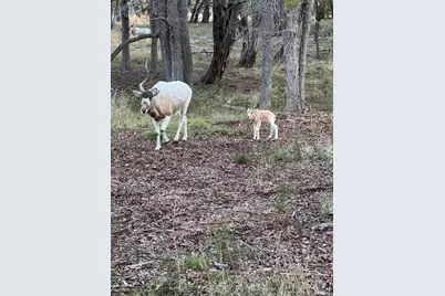 2265 County Road 106, Purmela, TX 76566 - Photo 32