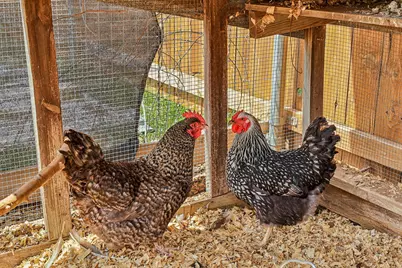 2415 Wilson Street, Bastrop, TX 78602 - Photo 36