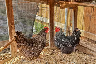 2415 Wilson St, Bastrop, TX 78602 - Photo 36