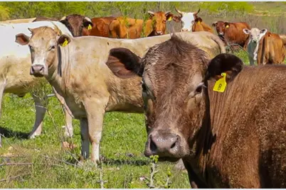 16400 Fetching Avenue, Manor, TX 78653 - Photo 32