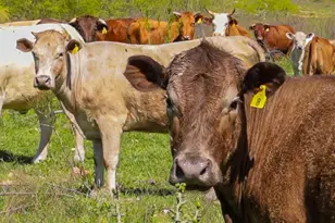 16400 Fetching Ave, Manor, TX 78653 - Photo 32