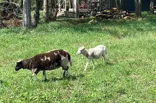 124 Valley Creek Dr, Cedar Creek, TX 78612 - Photo 36