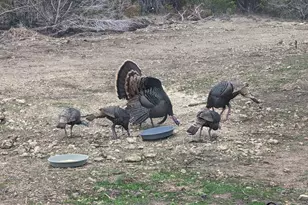 180 Robison Rd, Bertram, TX 78605 - Photo 2