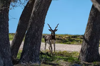 121 Calleja Verde, Wimberley, TX 78676 - Photo 12