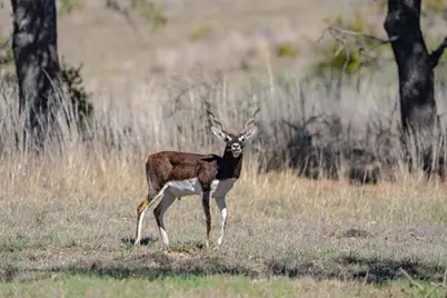 121 Calleja Verde, Wimberley, TX 78676 - Photo 4