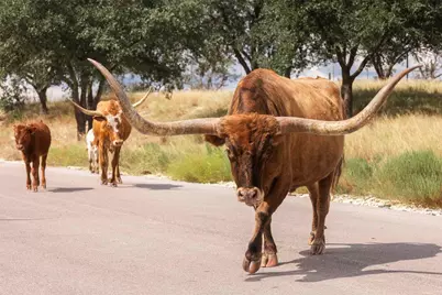 3958 Bandera Highway, Kerrville, TX 78028 - Photo 6