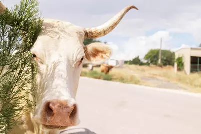 3958 Bandera Highway, Kerrville, TX 78028 - Photo 4