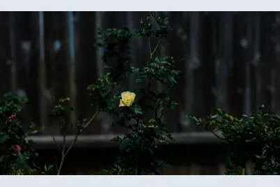 2307 Darnell Drive, Cedar Park, TX 78613 - Photo 28