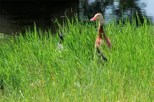 426 Fountain Grass Dr, San Marcos, TX 78666 - Photo 36
