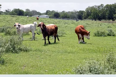 9411 Fm 86 Highway, Lockhart, TX 78644 - Photo 4