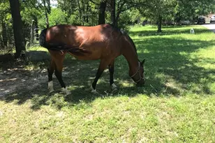 298 Jenkins Rd, Cedar Creek, TX 78612 - Photo 8