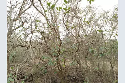 251 Lefty Lane Lane, Goliad, TX 77963 - Photo 24