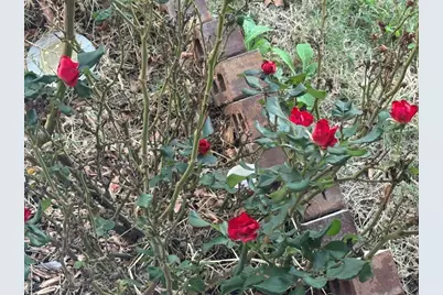 4433 Venticano Place, Round Rock, TX 78665 - Photo 4