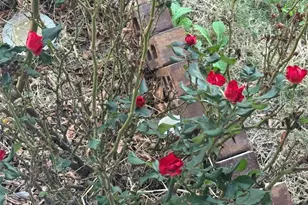 4433 Venticano Pl, Round Rock, TX 78665 - Photo 4