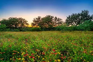 9738 E Fm 1431, Marble Falls, TX 78654 - Photo 4