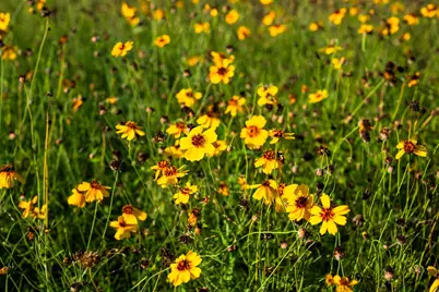 9738 E Fm 1431, Marble Falls, TX 78654 - Photo 14