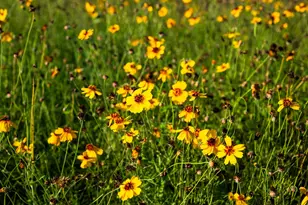 9738 E Fm 1431, Marble Falls, TX 78654 - Photo 14