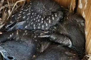 1122 County Road 344 Rd, Lexington, TX 78947 - Photo 36