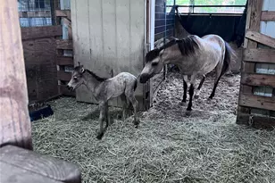 14112 Wells School Rd, Manor, TX 78653 - Photo 32