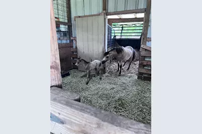 14112 Wells School Road, Manor, TX 78653 - Photo 32