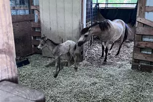 14112 Wells School Rd, Manor, TX 78653 - Photo 32