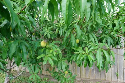 707 Carol Drive, Hutto, TX 78634 - Photo 18