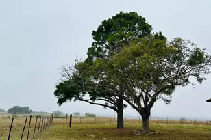 1696 E Fm 884, Yorktown, TX 78164 - Photo 6