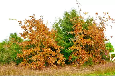 497 Cottletown Road, Smithville, TX 78957 - Photo 18