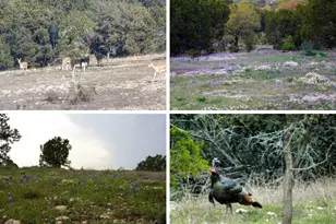 101 Rain Lily Ct, Burnet, TX 78611 - Photo 38