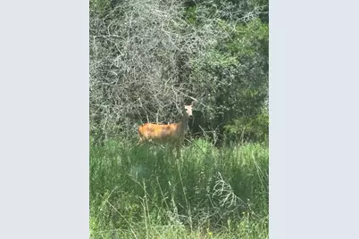 2250 Old Lockhart Road, Plum, TX 78952 - Photo 8