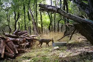 907 Deertrail Dr, San Marcos, TX 78666 - Photo 38