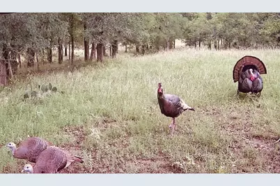 3000 Pettytown Road, Dale, TX 78616 - Photo 6