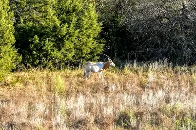 137 Falling Oak Dr Drive, Blanco, TX 78606 - Photo 6