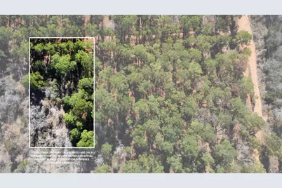 0 Pine Lodge Drive Lot 26, Bastrop, TX 78602 - Photo 8