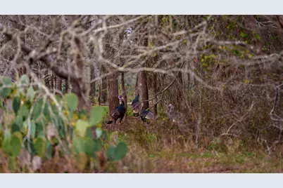 218 Brody Lane, Bastrop, TX 78602 - Photo 10