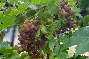 306 Tavish Trail, Austin, TX 78738 - Photo 38