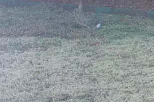 19112 Scoria Dr, Pflugerville, TX 78660 - Photo 4