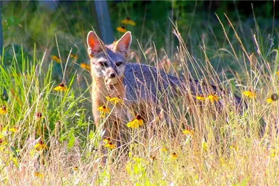 920 Crosswind Drive, Blanco, TX 78606 - Photo 18