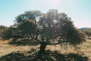 268 Kinnikinik Loop Lot 9, Austin, TX 78737 - Photo 1