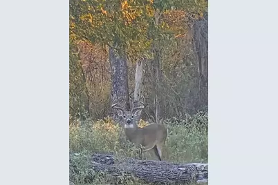 363 Paint Creek South Road #A, Paige, TX 78659 - Photo 8