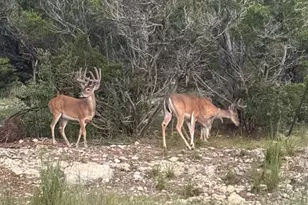 10710 Deer Canyon Rd, Jonestown, TX 78645 - Photo 36