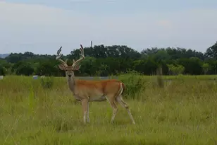 314 Coventry (Lot 374) Dr, Spicewood, TX 78669 - Photo 14