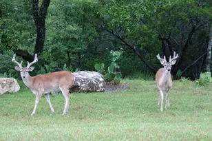 1017 Coventry Rd, Spicewood, TX 78669 - Photo 34