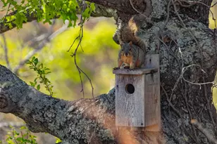 Lot 8 Saddle Ridge Dr, Bertram, TX 78605 - Photo 12