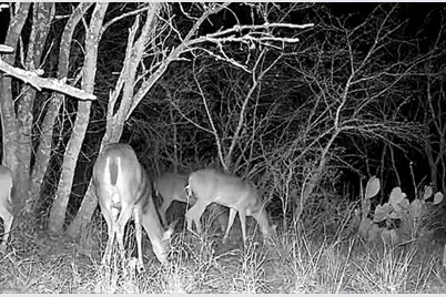 736 Cr 421 Road, Waelder, TX 78959 - Photo 8