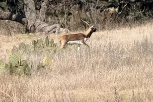 100 S Waterbuck Wy, Lampasas, TX 76550 - Photo 14