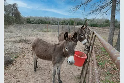 920 Old Potato Road, Paige, TX 78659 - Photo 8